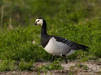 Brandgans [Branta leucopsis]